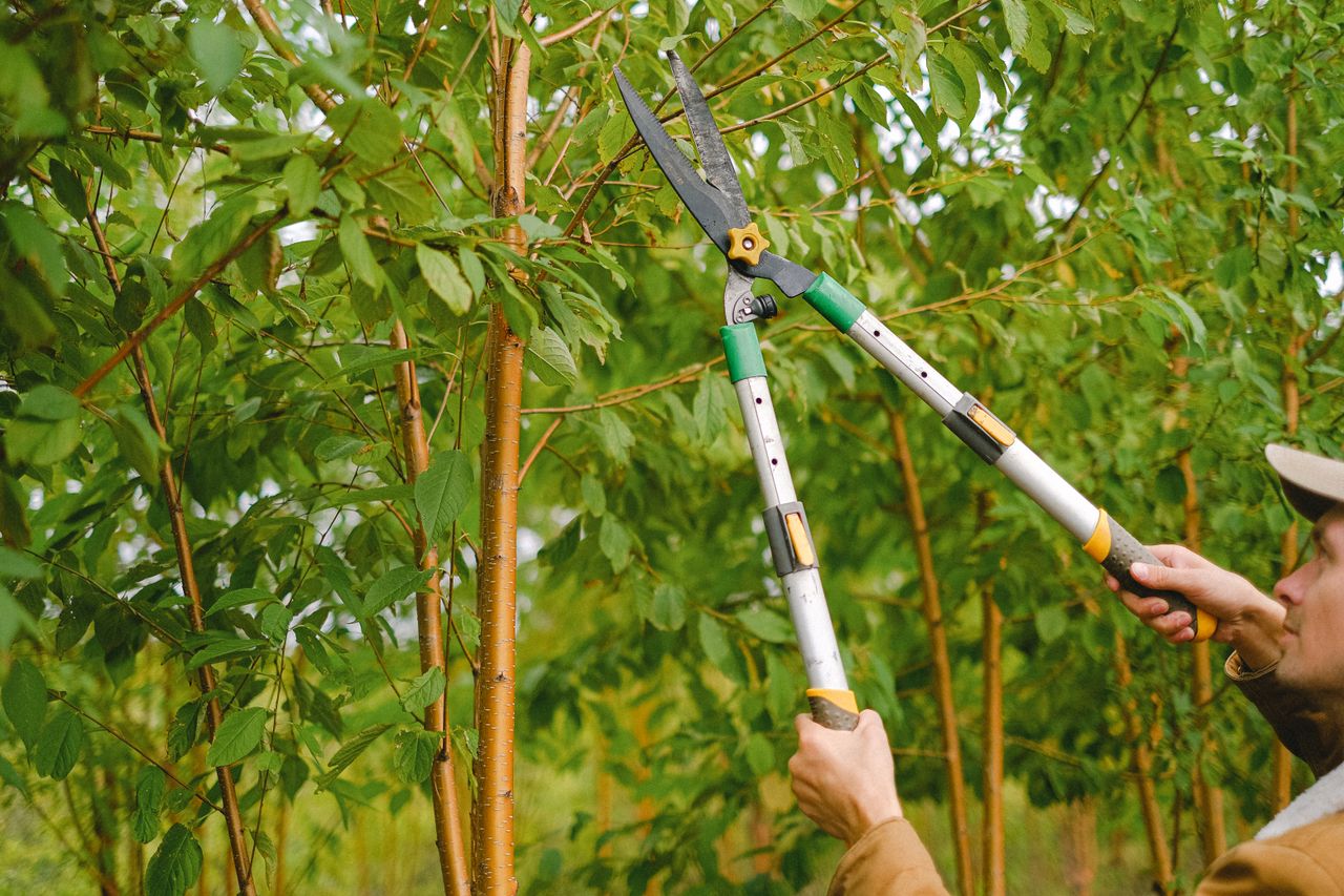 South Florida Tree Trimming trimming a tree